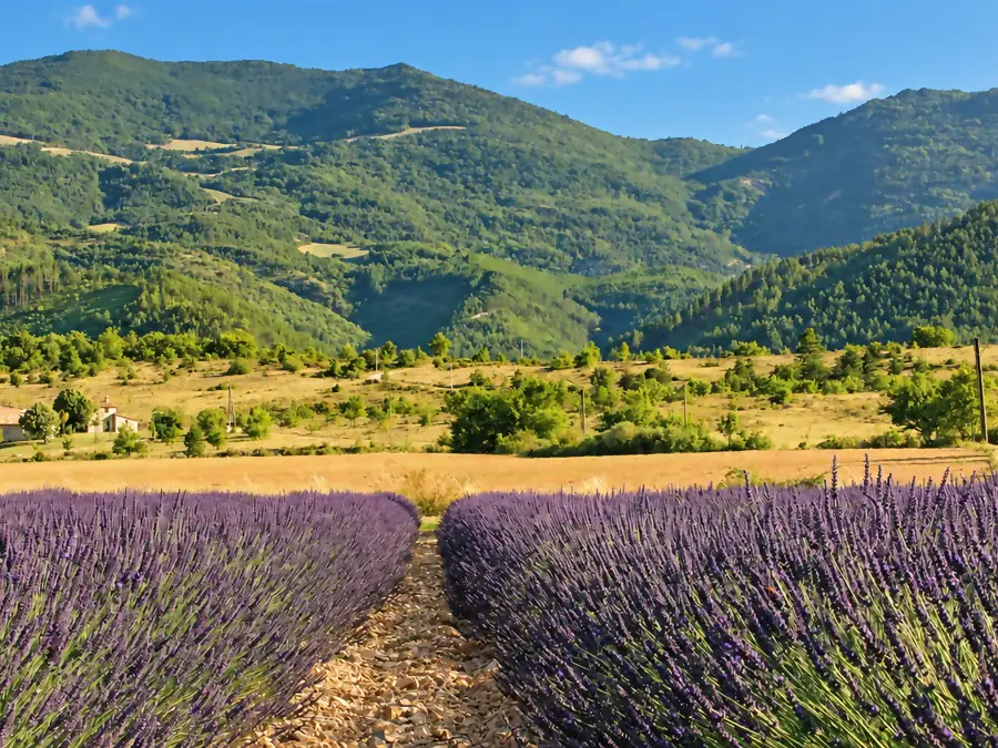 Un champ de lavande en fleur au pied des collines provençales