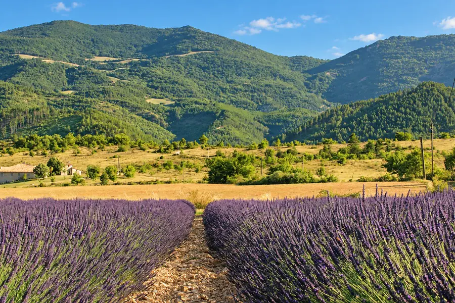 A field of lavender in bloom at the foot of the hills of Provence